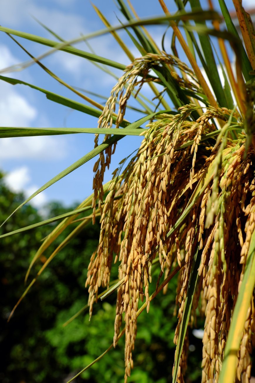 The Political Landscape Facing BNP